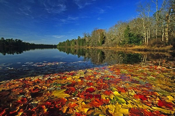 Wharton State Forest